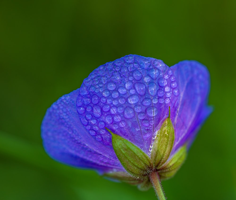 blue petaled flower