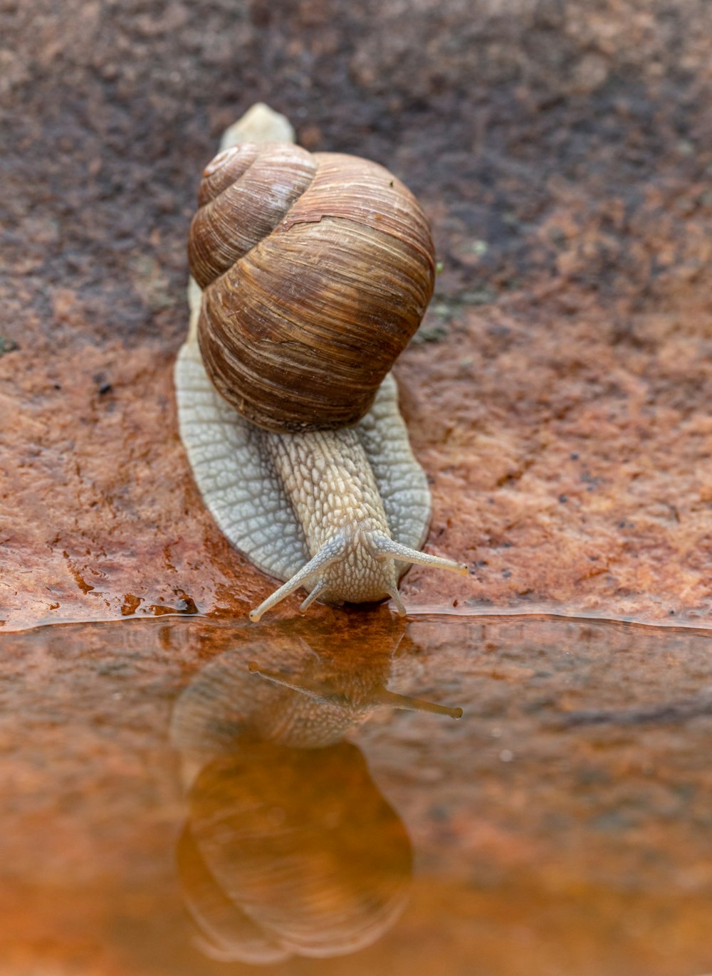 braune Schnecke neben ruhigem Wasser am Tag