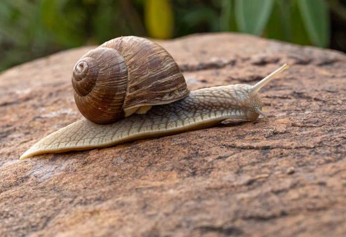 Jumbo Snails