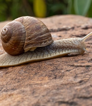 brown snail on rock