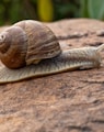 brown snail on rock