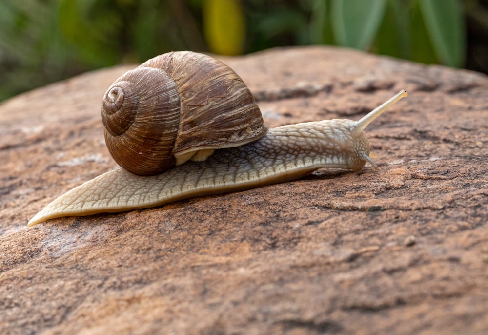 brown snail on rock