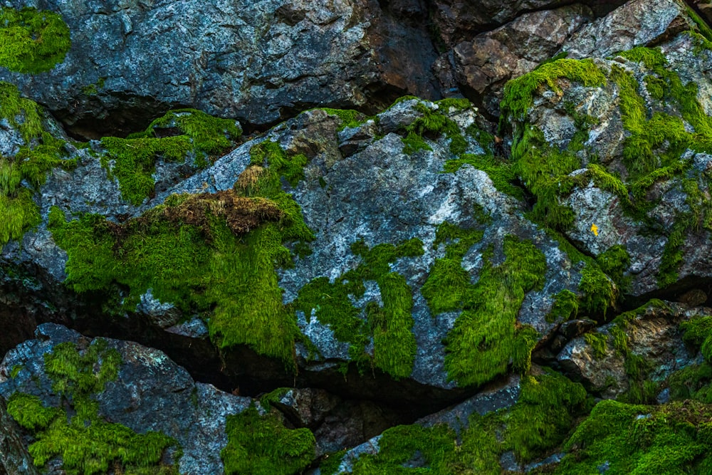 roches avec des algues