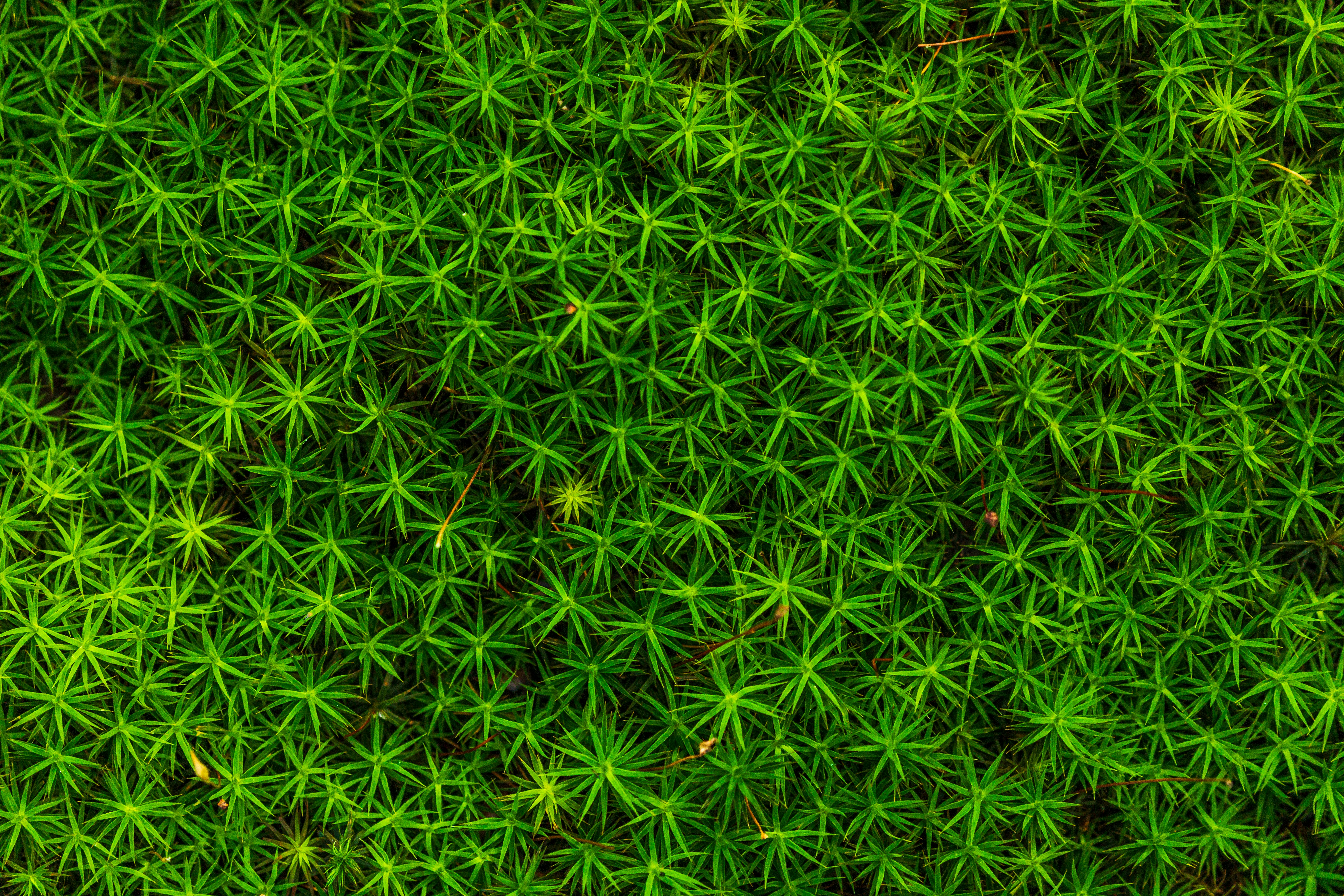 Moss Green Pictures Download Free Images On Unsplash