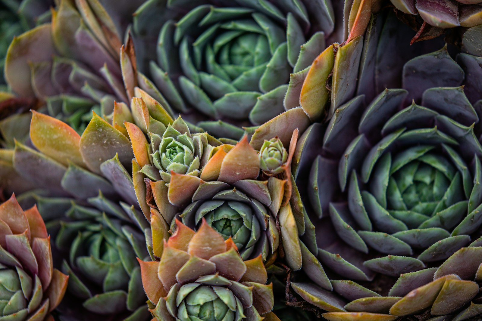 Canon EOS 5D Mark IV + Canon EF 100-400mm F4.5-5.6L IS II USM sample photo. Green succulents photography