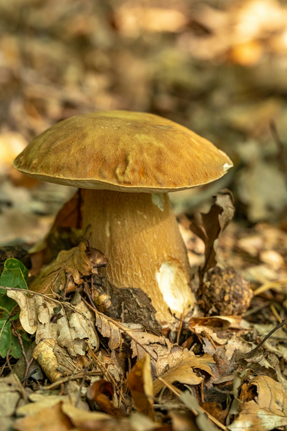 foto de cogumelo marrom
