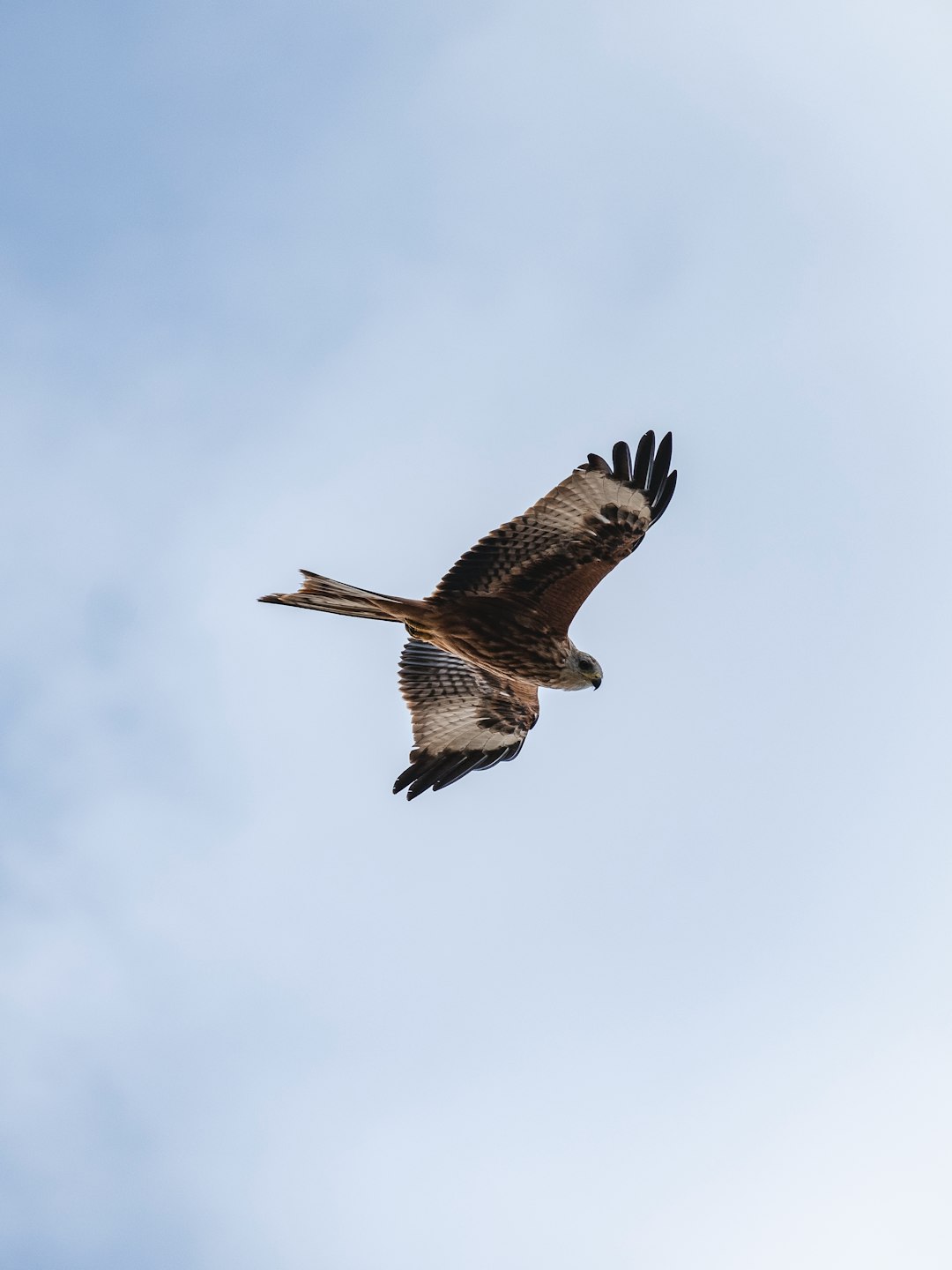 bird in flight