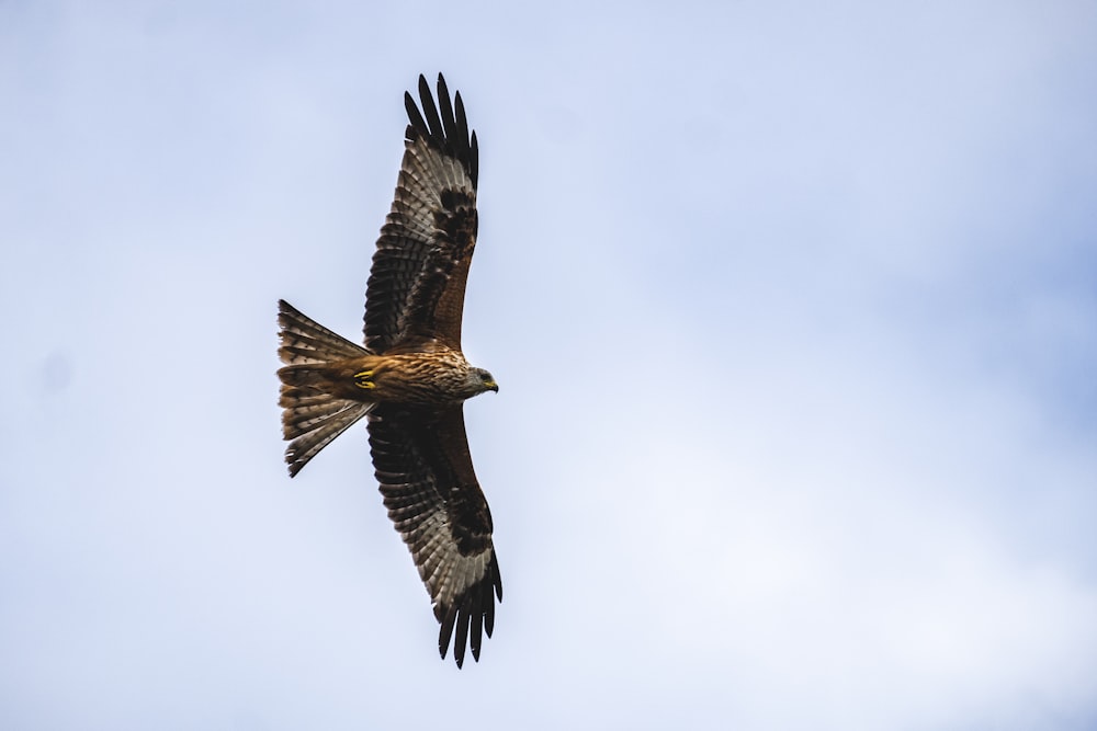 eagle on flight