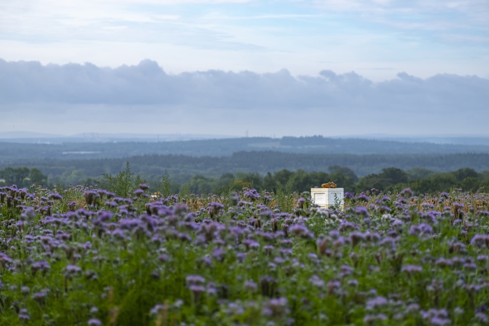 purple petaled flowers\