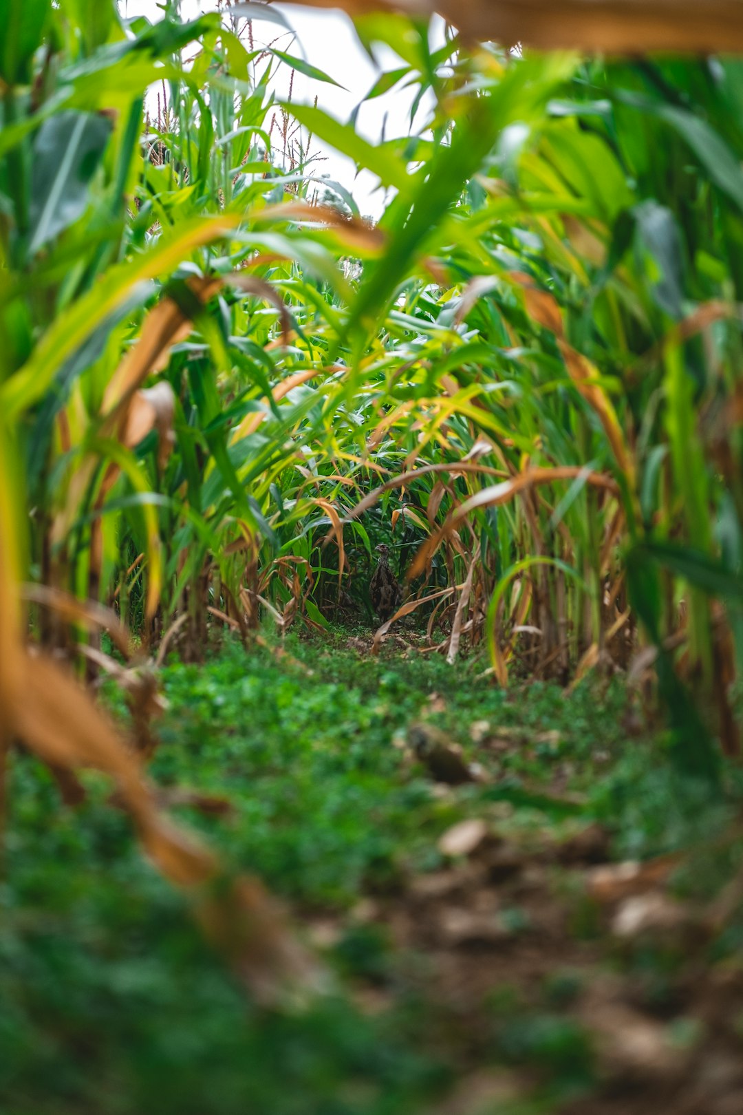 green grass field