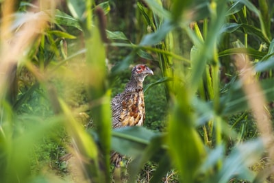 A pheasant is standing amidst tall green corn stalks, partially obscured by the leaves. The bird has a speckled brown body with an eye-catching red patch around its eye, set against a lush, natural background.