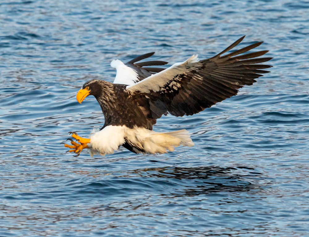 bald eagle on sea