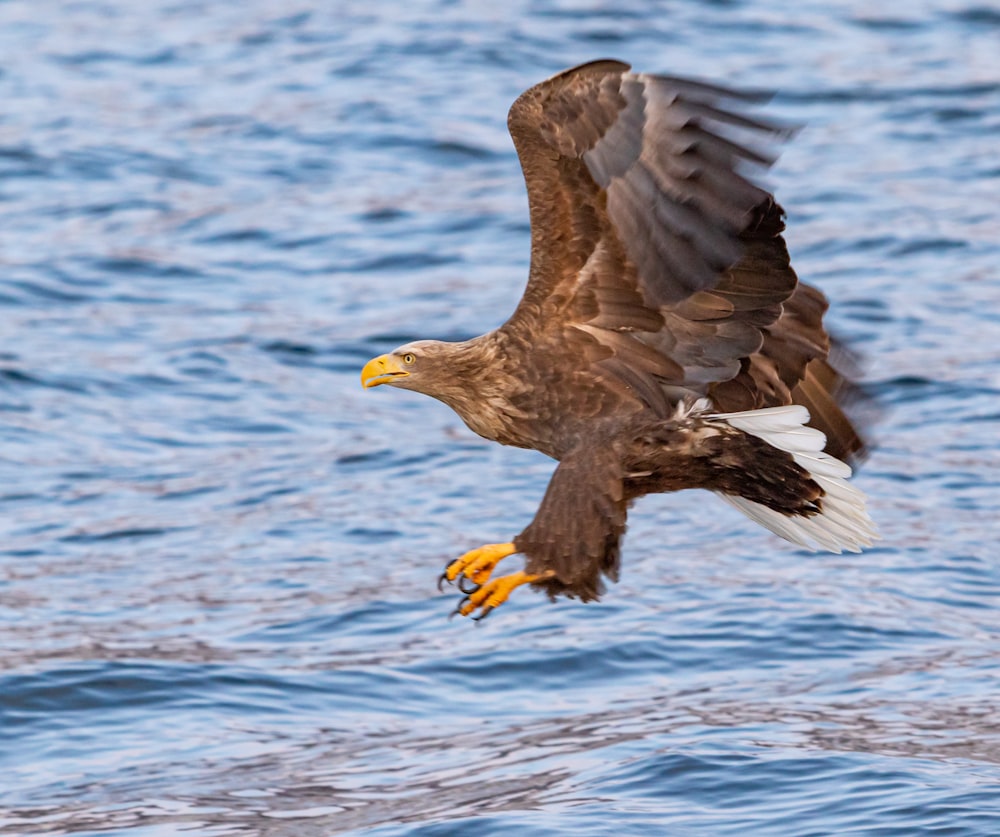 eagle about to catch fish on calm water at daytime