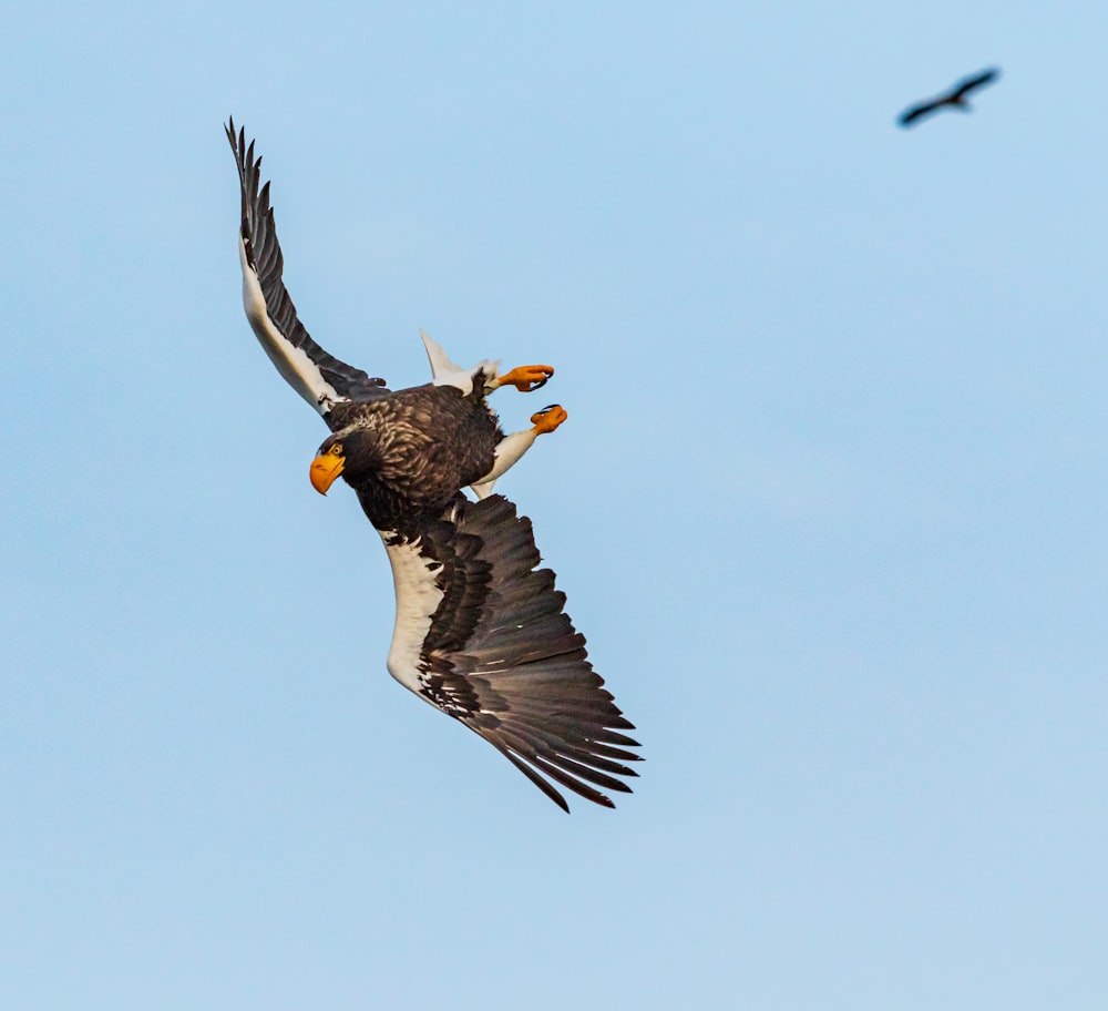 black and white bird on flight