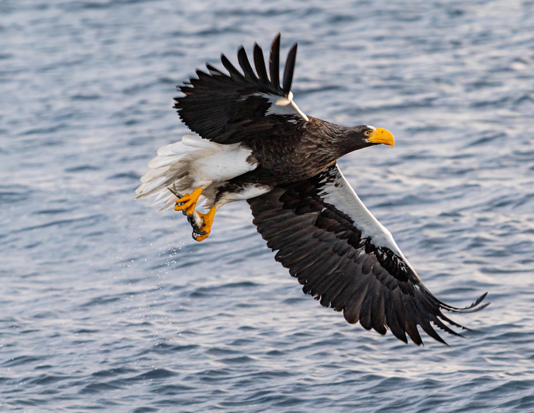 flying black and white bird