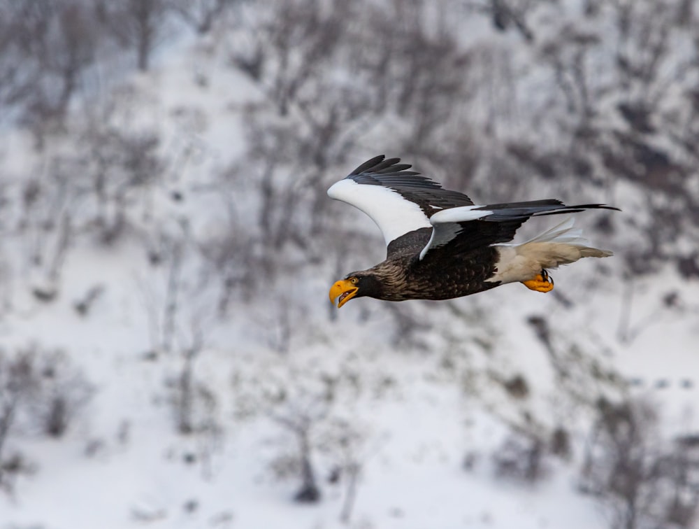 eagle on flight