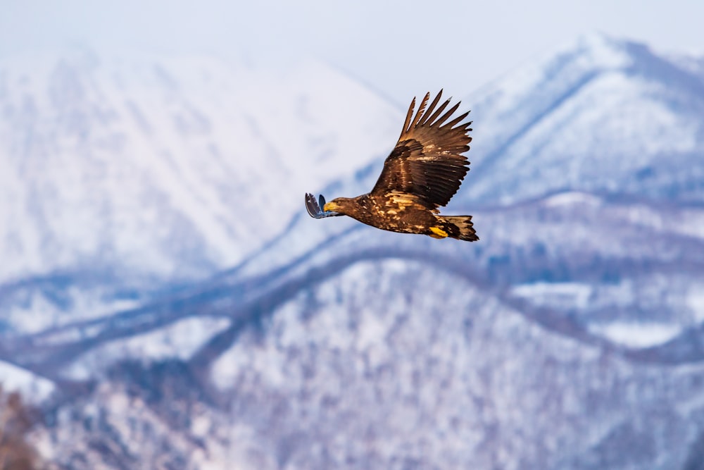 eagle on flight