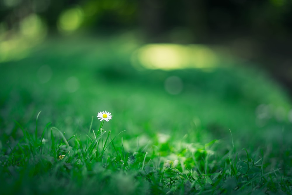 緑の草原に白い花びらの花