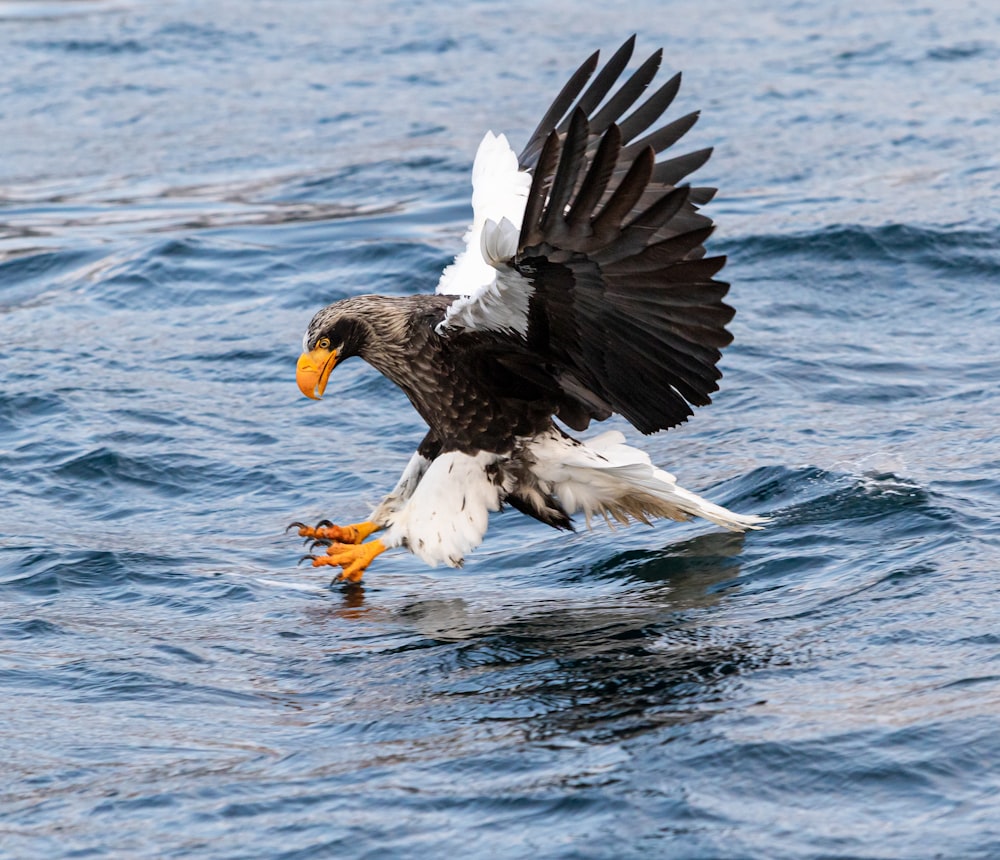 Adler fangen Fische auf ruhigem Wasser