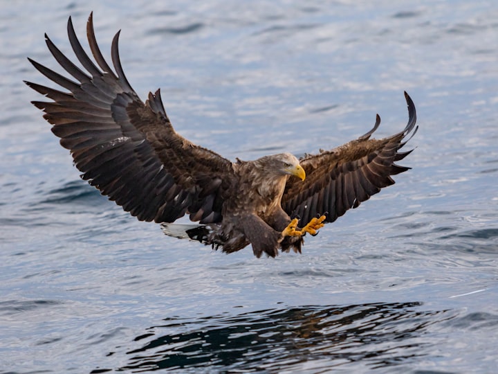 The Top 10 Fascinating Facts About Eagles
