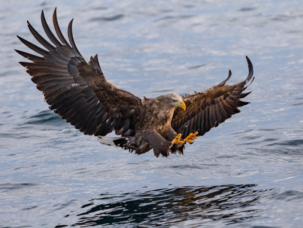 bird in flight