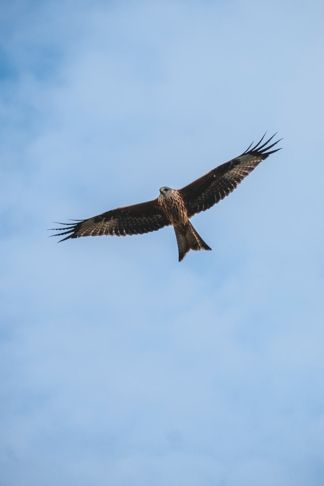 flying brown bird during daytime