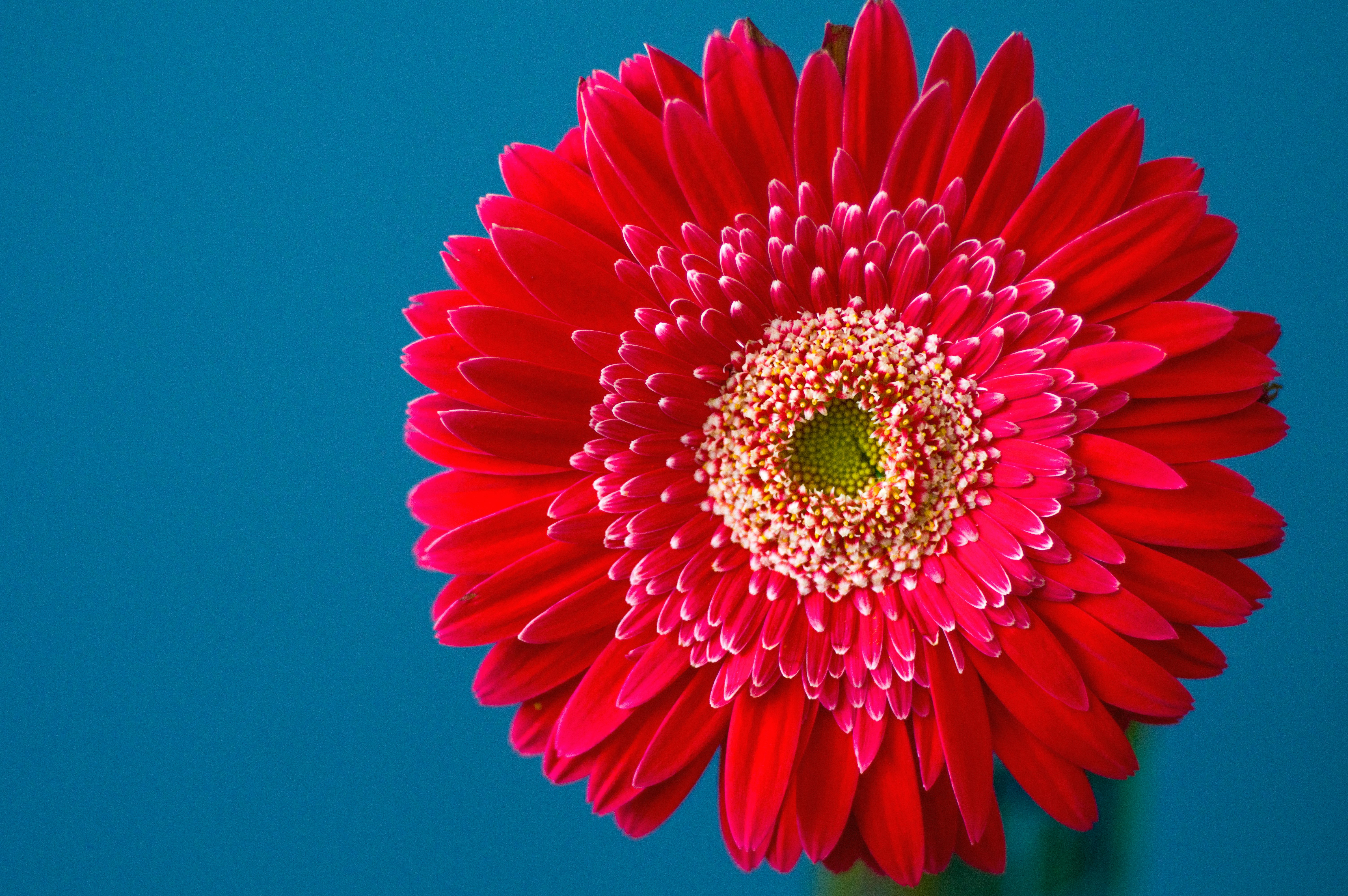 red-petaled flower