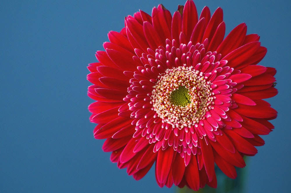 red-petaled flower