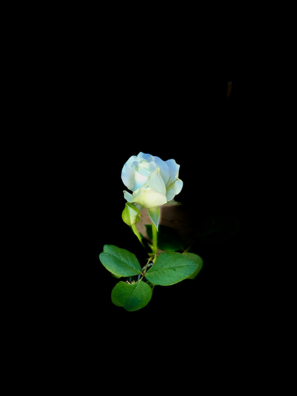 flor de rosa branca florescente