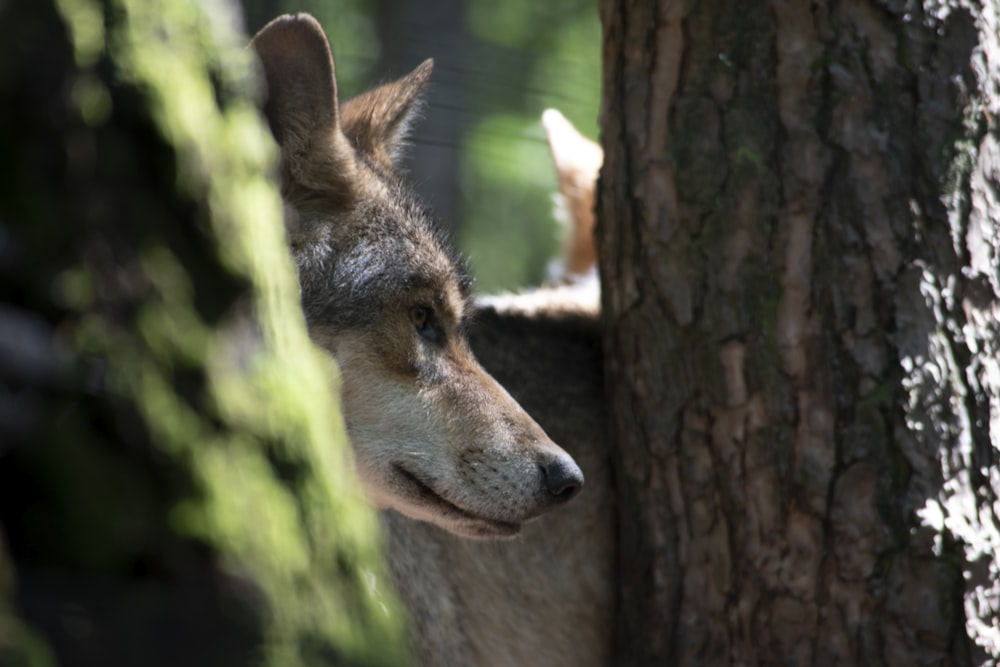 wolf in forest