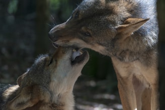 Two wolves are interacting closely, likely engaged in a social or playful behavior. One wolf has its mouth open, while the other seems to be gently gripping its muzzle. The scene is set in a shaded forest environment with soft lighting highlighting their fur.