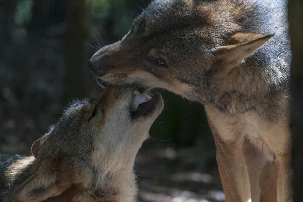 two brown wolves