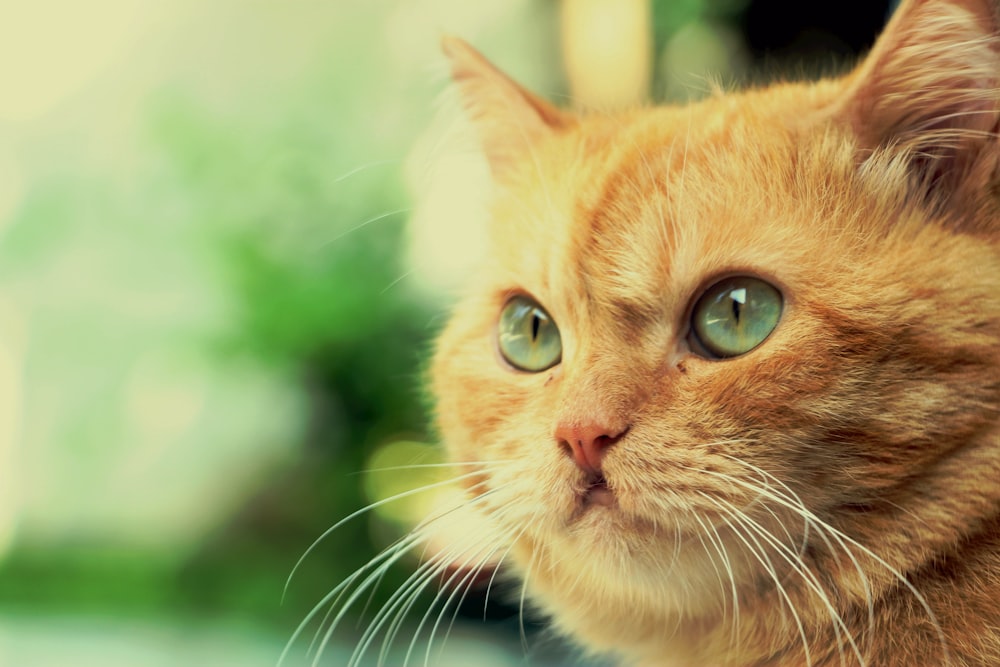 orange tabby cat