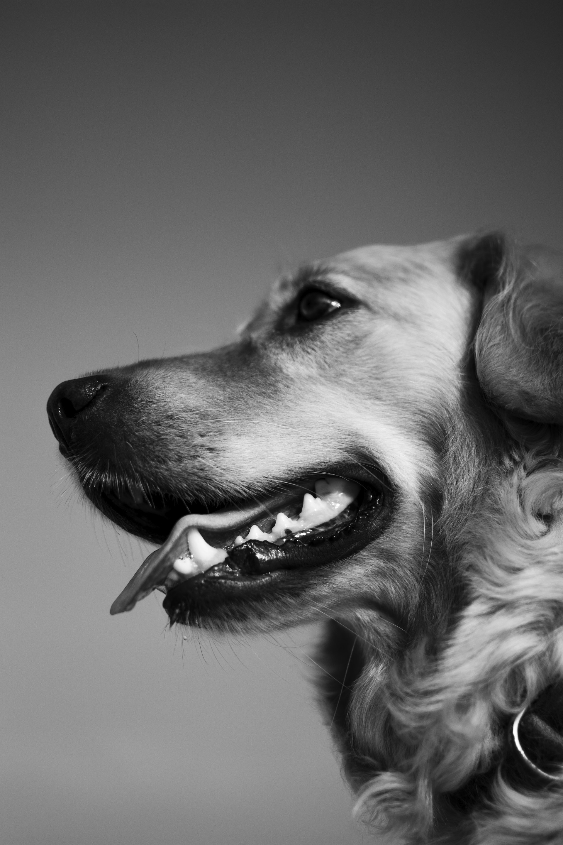 dog's face