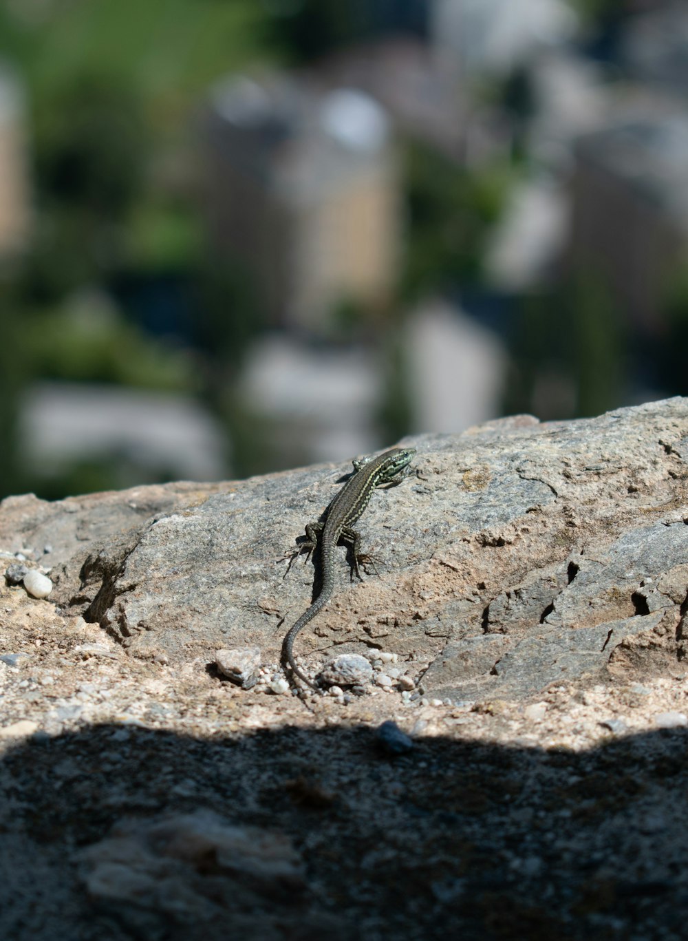 brown lizard