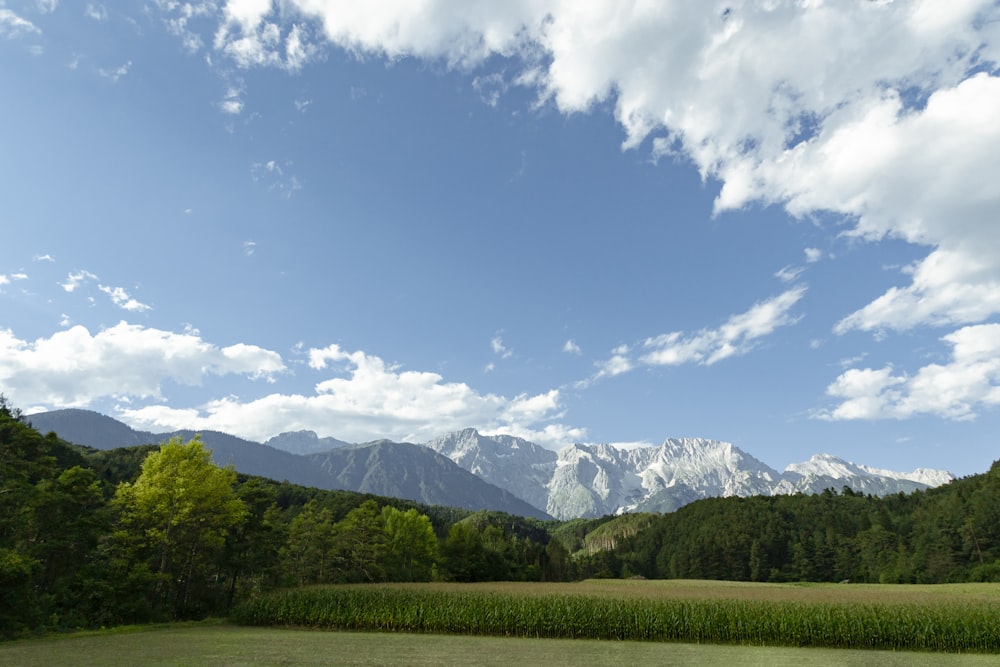 Campo de grama verde