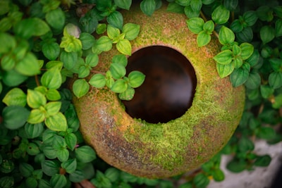 A large, round, moss-covered clay pot partially buried among vibrant green foliage. The pot features a wide, circular opening, and its earthy surface blends seamlessly with the surrounding leaves.