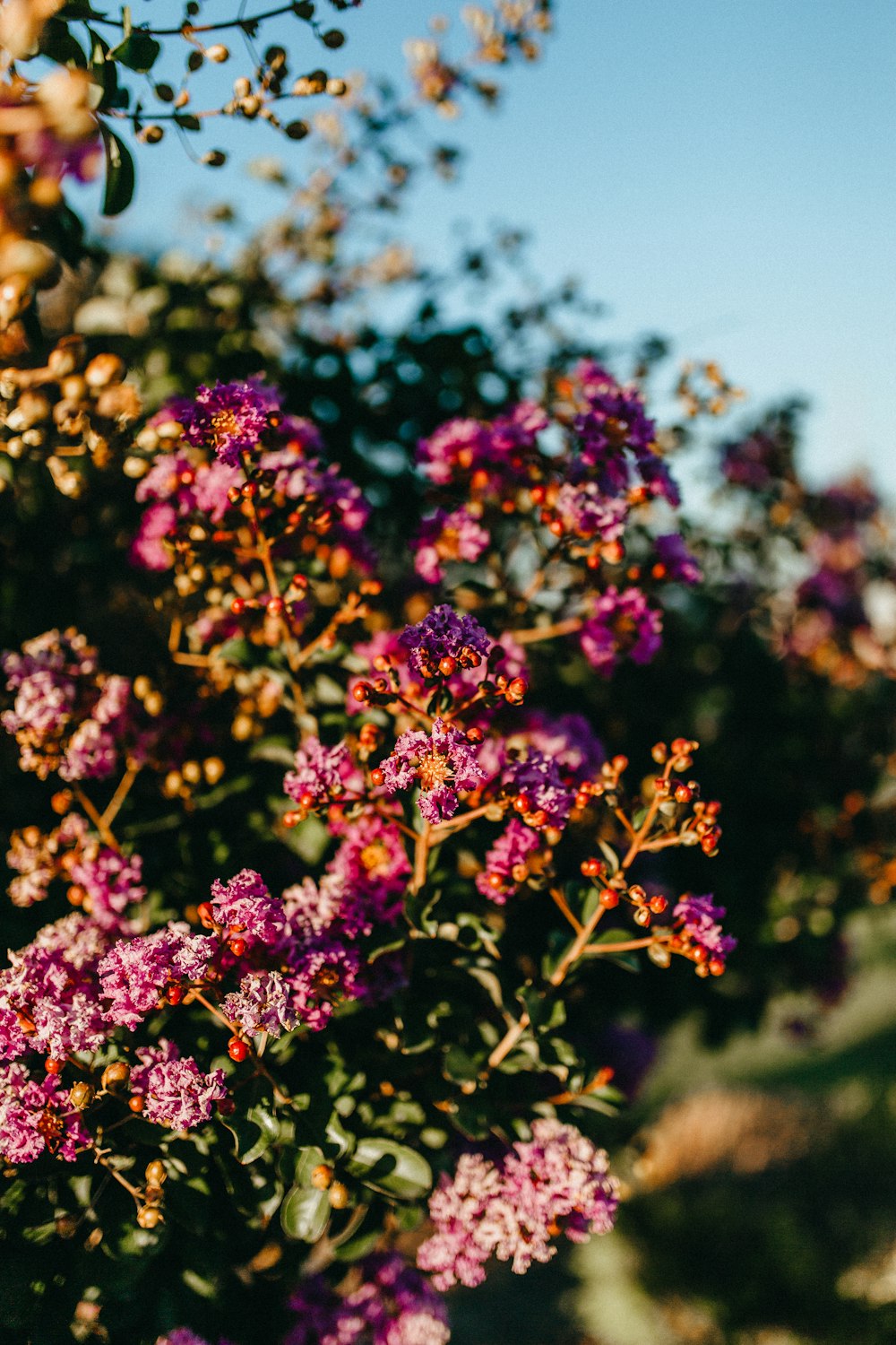 pink flowers during daytime