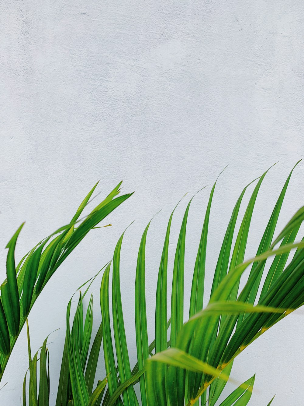 closeup photo of green palm tree leaf