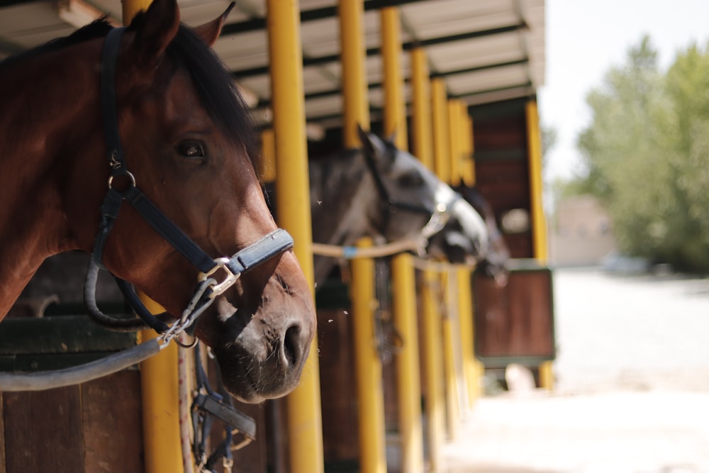 brown horses in cage