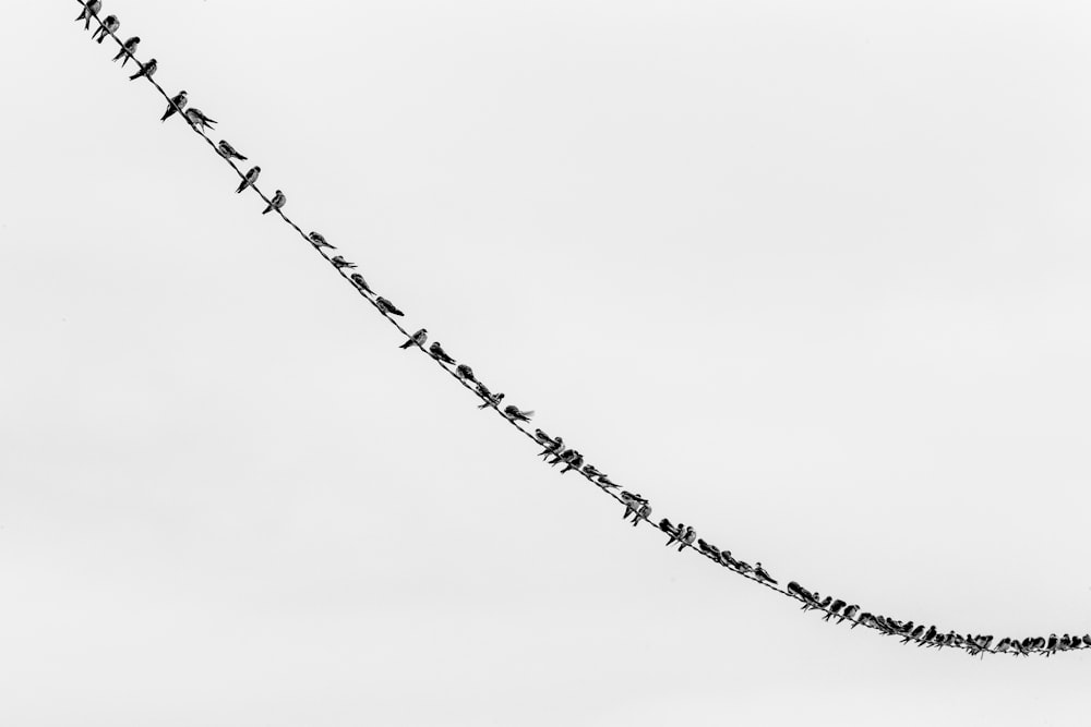 flock of bird perching on wire