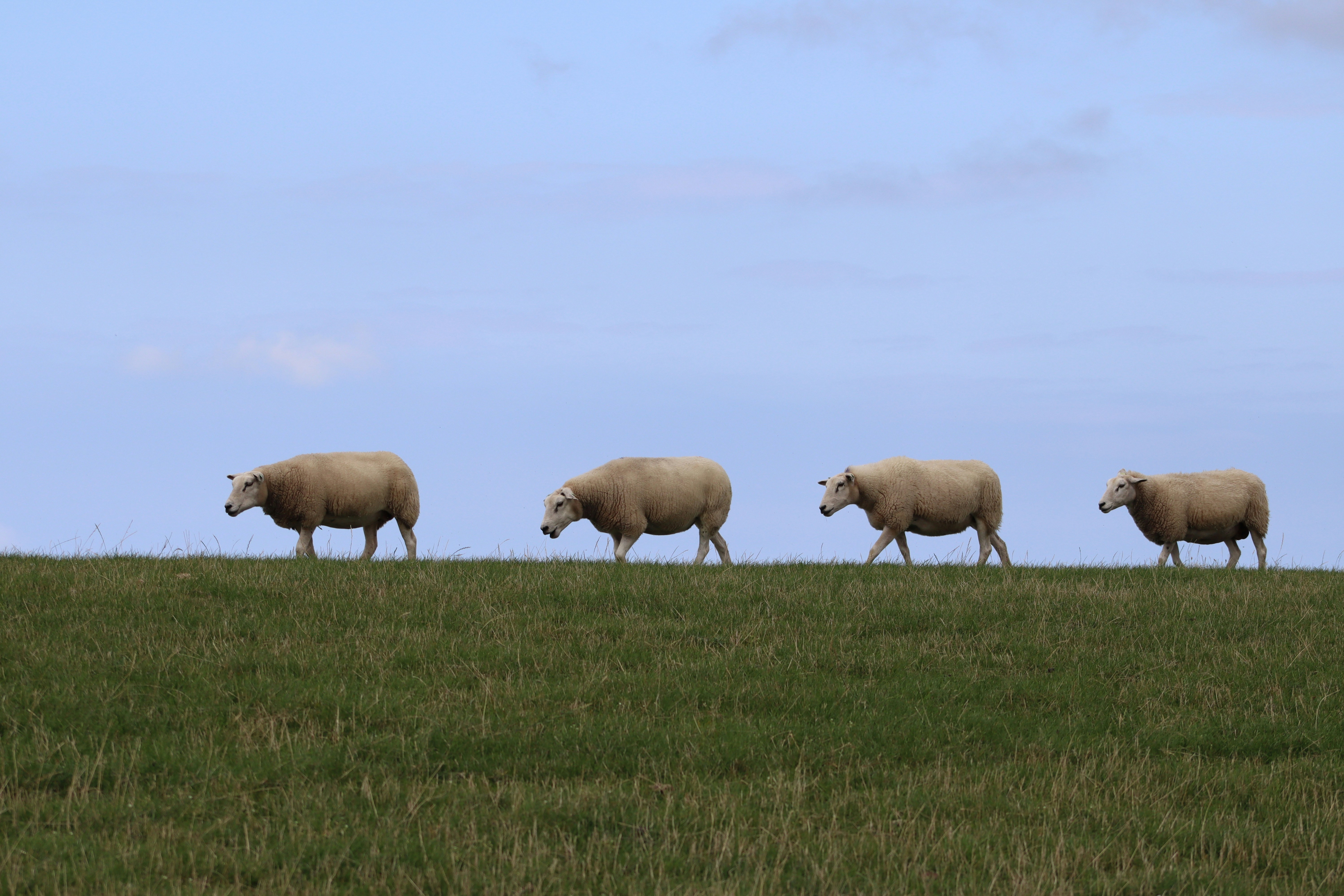 Photo by ronnieovergoor