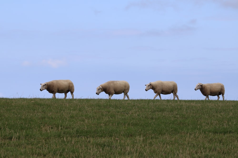 herd of white sheep on green grass field during daytime