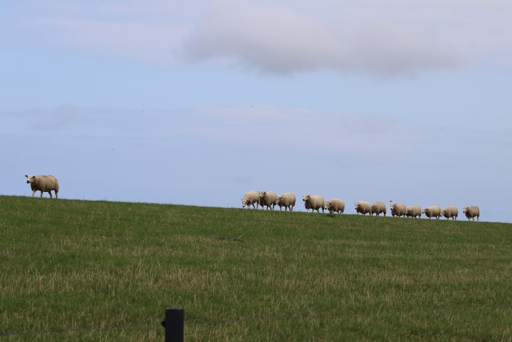 herd of sheep at daytime