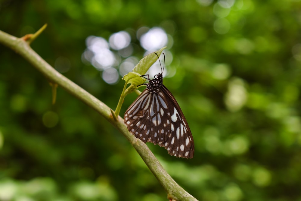 black and white butterfly in close-up photography