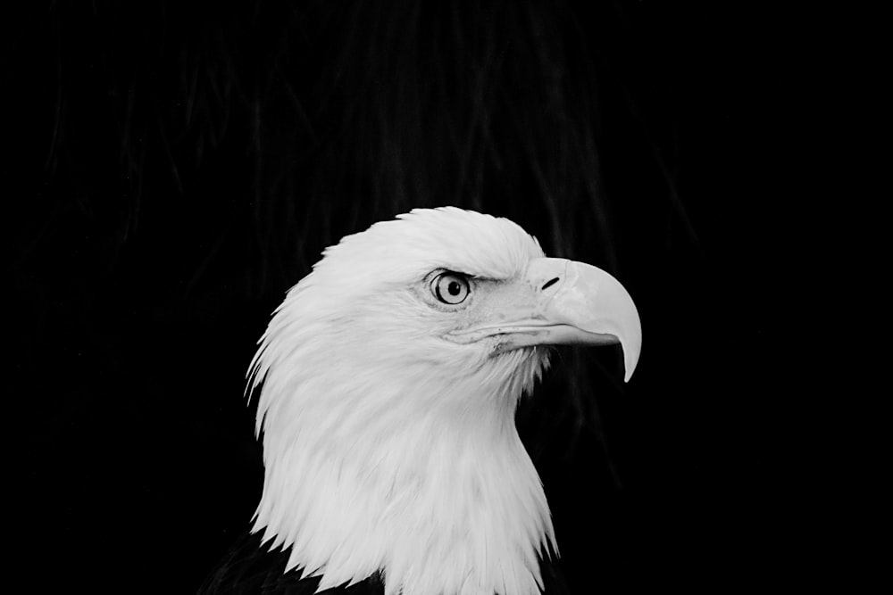 Águila calva blanca