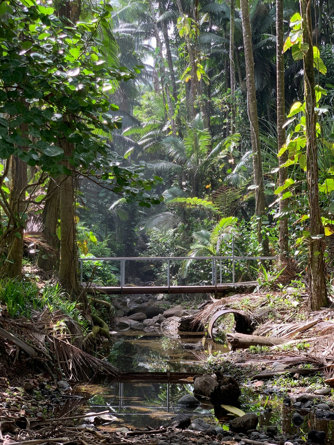 Forest photo spot 327009002 Hawaii