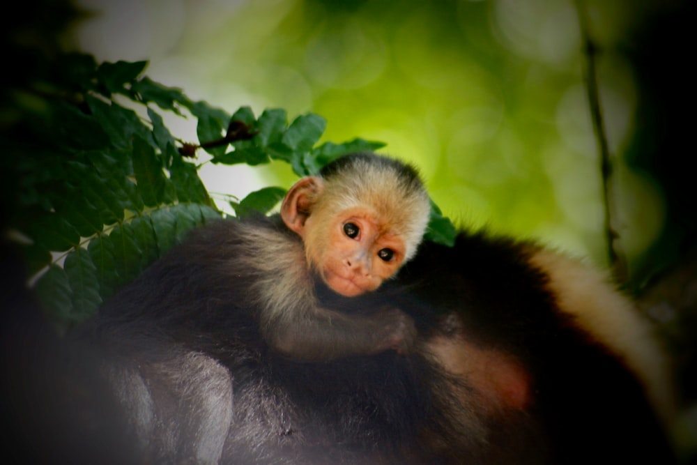 singe noir à côté de l’herbe verte