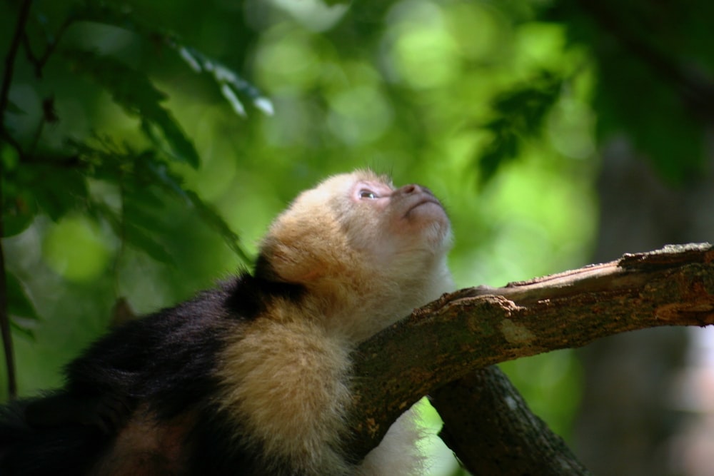 singe brun et noir