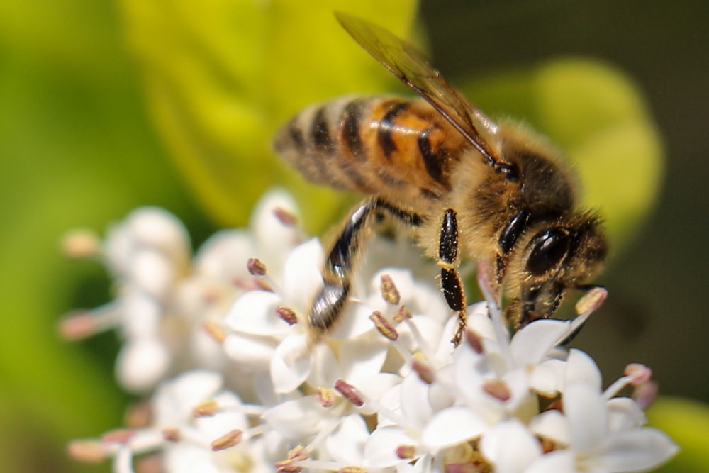 honeybee perching on white flowers
